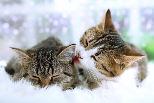 two cats snuggled